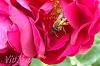 Abeille