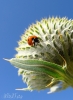 Coccinelle