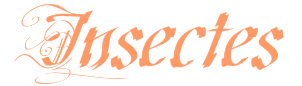 Insectes