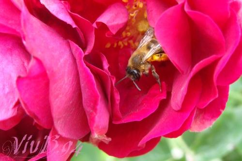 abeille.jpg