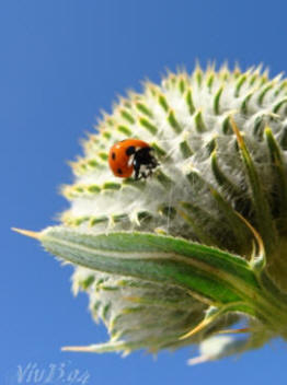 Coccinelle