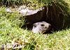 Marmotte