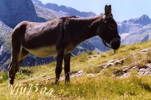 ane_pyrenees.jpg