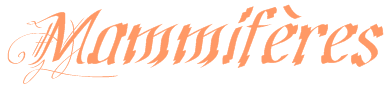 Mammifères