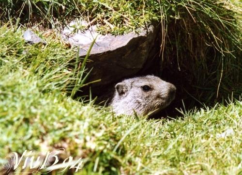 marmotte.jpg