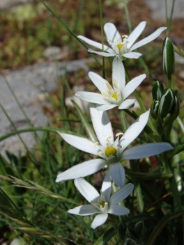 Ornithogale Ombelle